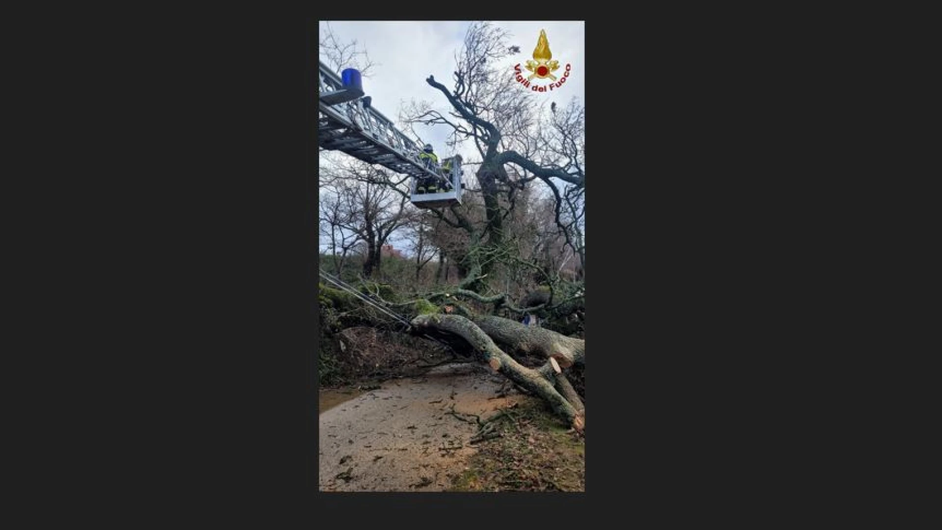 Sant’ Elena Sannita: i Vigili del Fuoco intervengono a causa di una caduta albero.